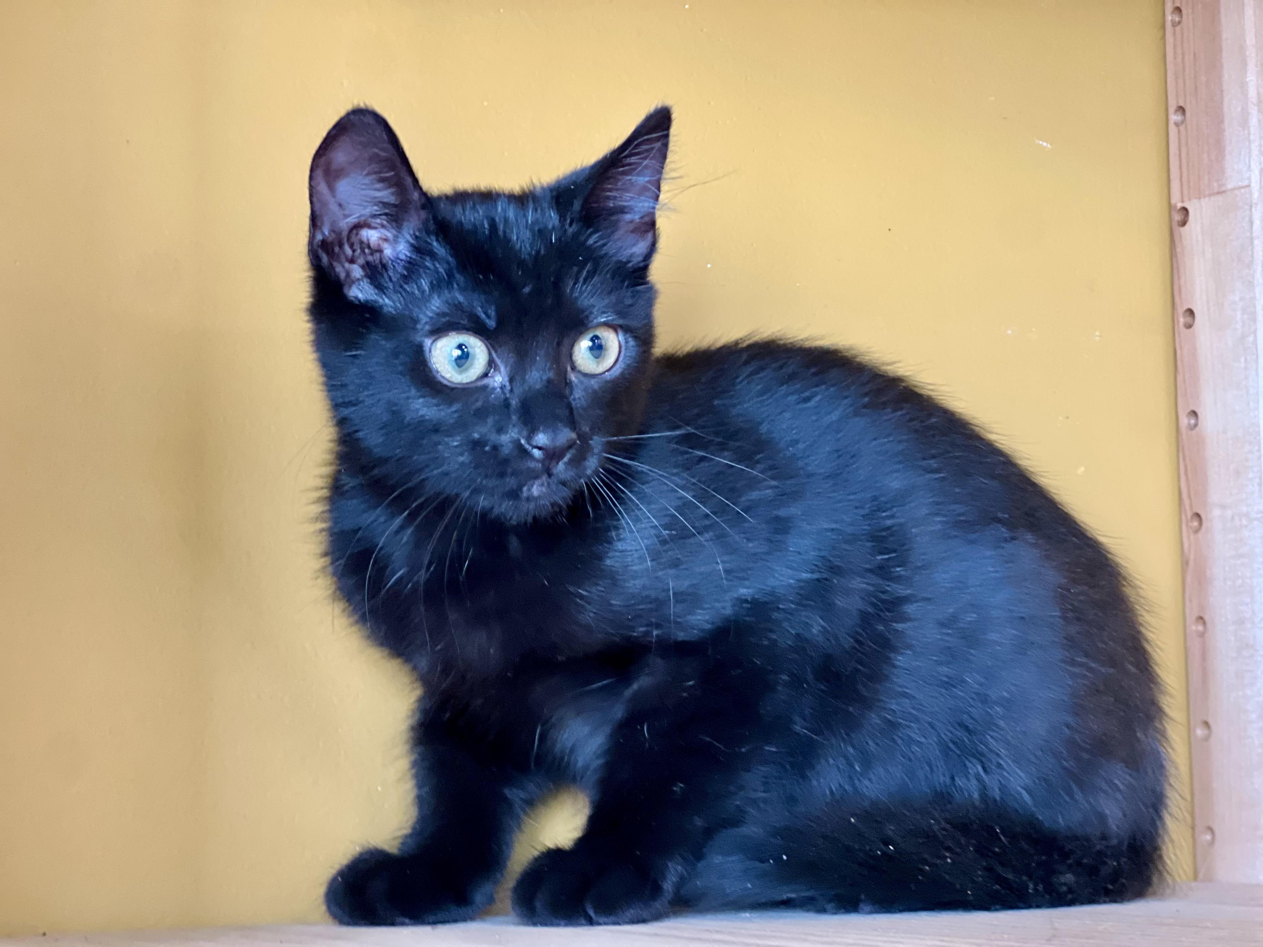 Spoon, a Adoptable Domestic Short Hair in Mt Pleasant, SC image 6/6