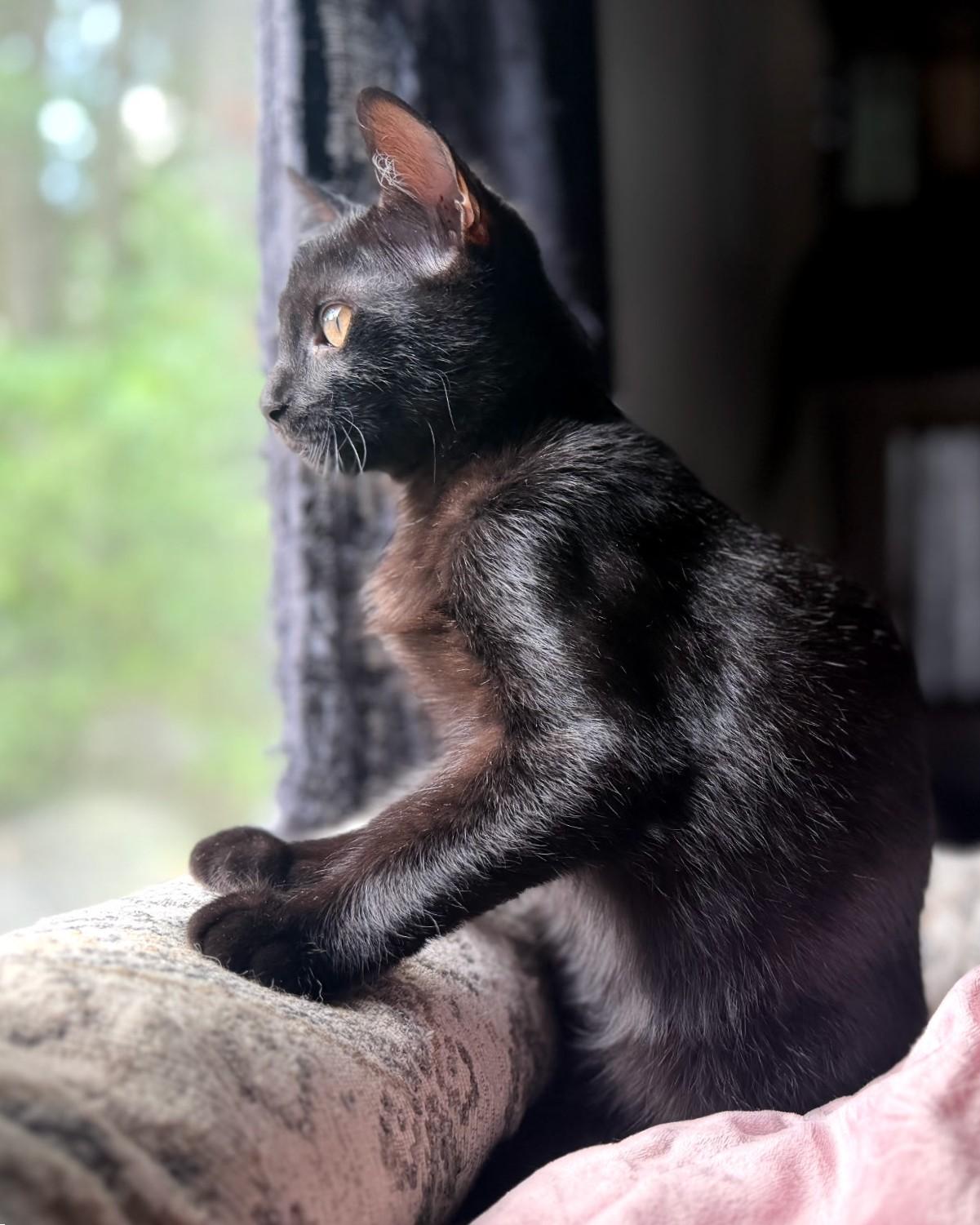 Enlarge Spoon, a Adoptable Domestic Short Hair in Mt Pleasant, SC image 3/6