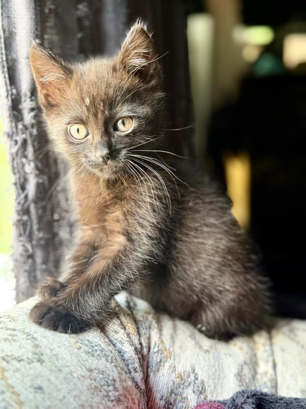Enlarge Spoon, a Adoptable Domestic Short Hair in Mt Pleasant, SC image 6/6