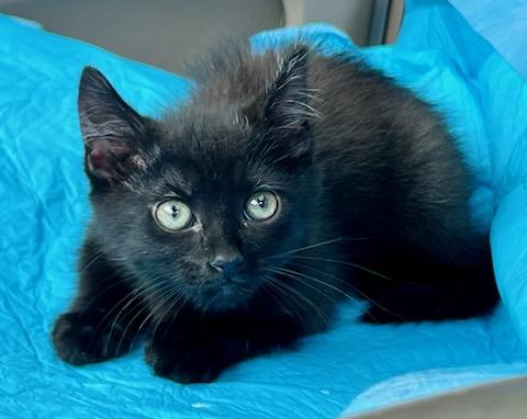 Enlarge Spoon, a Adoptable Domestic Short Hair in Mt Pleasant, SC image 5/6