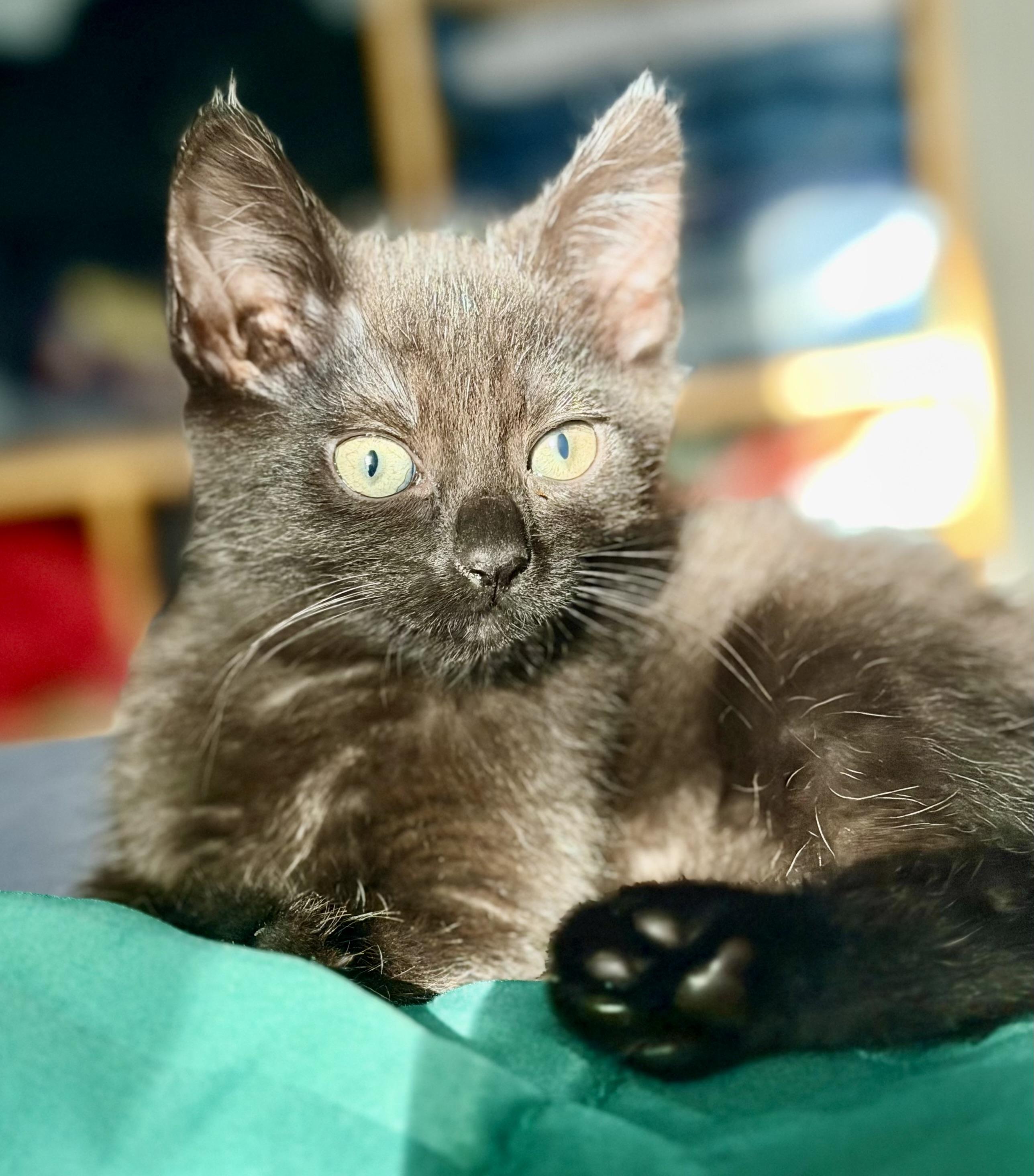 Spoon, a Adoptable Domestic Short Hair in Mt Pleasant, SC image 3/6