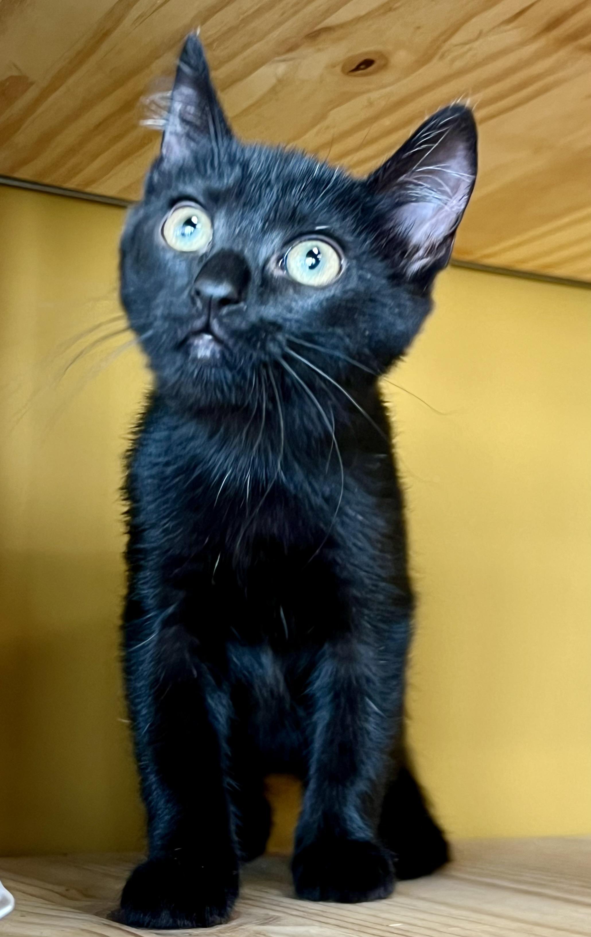 Spoon, a Adoptable Domestic Short Hair in Mt Pleasant, SC image 5/6