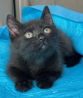 Enlarge Spoon, a Adoptable Domestic Short Hair in Mt Pleasant, SC image 3/6