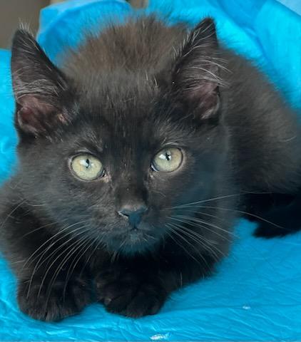 Enlarge Spoon, a Adoptable Domestic Short Hair in Mt Pleasant, SC image 4/6