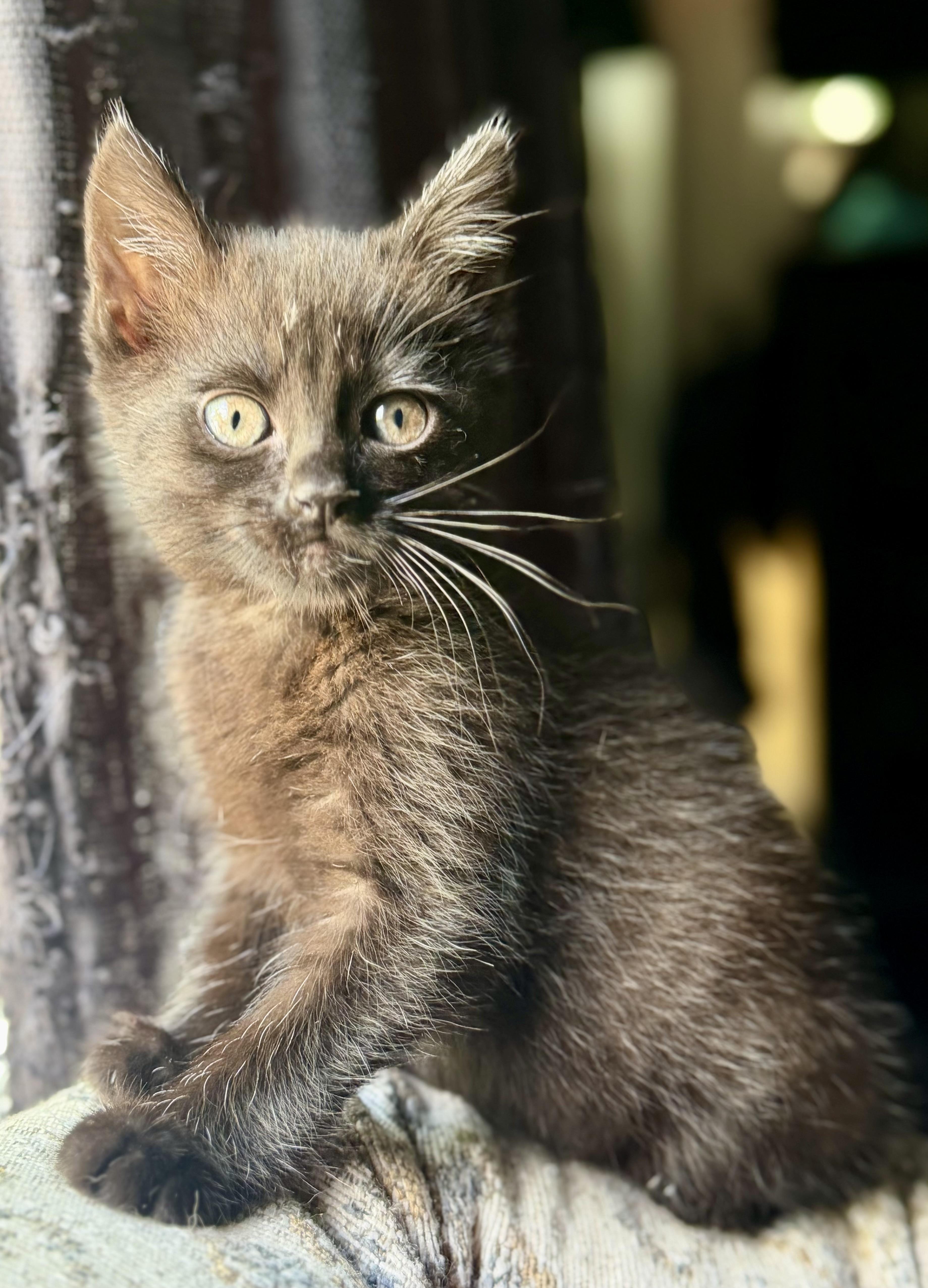 Spoon, a Adoptable Domestic Short Hair in Mt Pleasant, SC image 4/6
