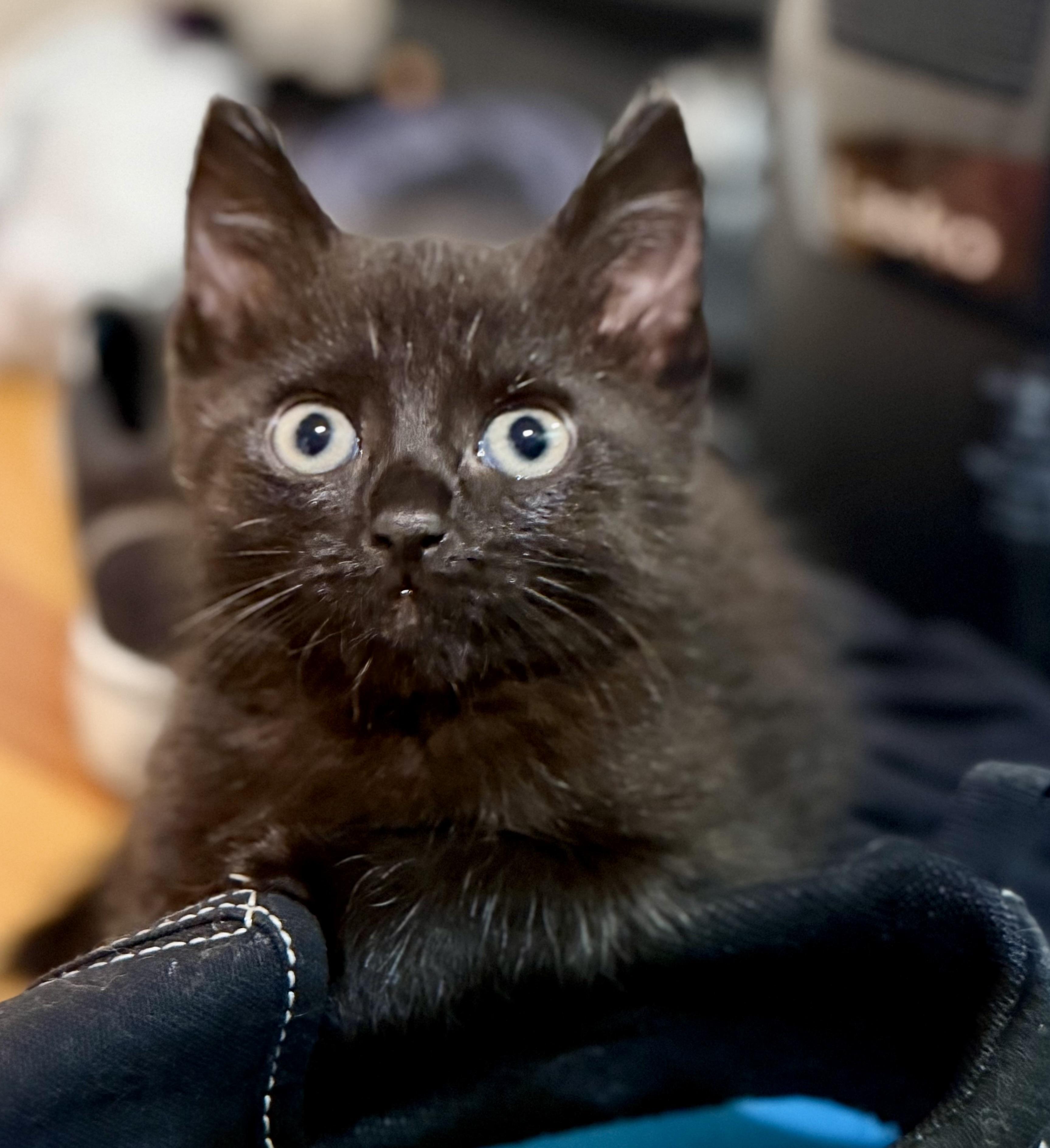 Spoon, Adoptable, Kitten Female Domestic Short Hair.