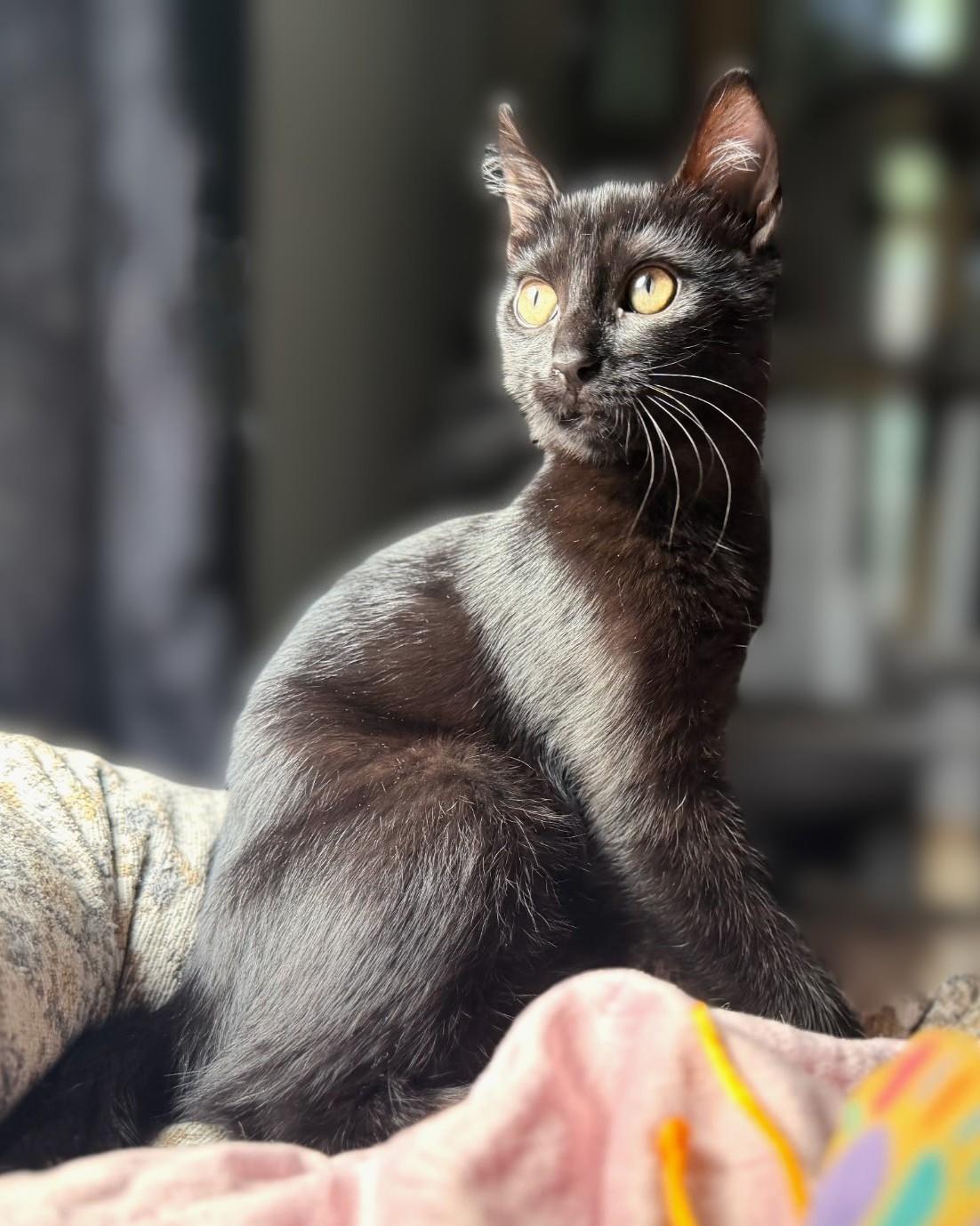 Enlarge Spoon, a Adoptable Domestic Short Hair in Mt Pleasant, SC image 1/6