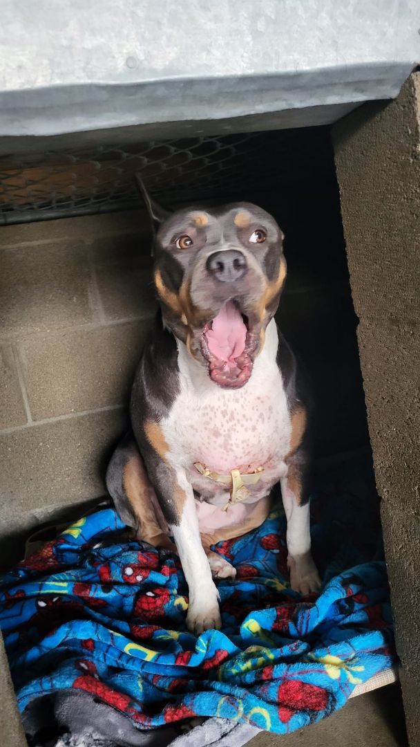 Duchess, a Adoptable American Staffordshire Terrier in Agua Dulce, CA image 2/4