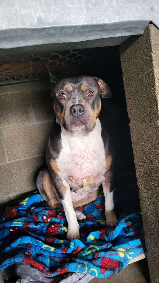 Duchess, a Adoptable American Staffordshire Terrier in Agua Dulce, CA image 3/4