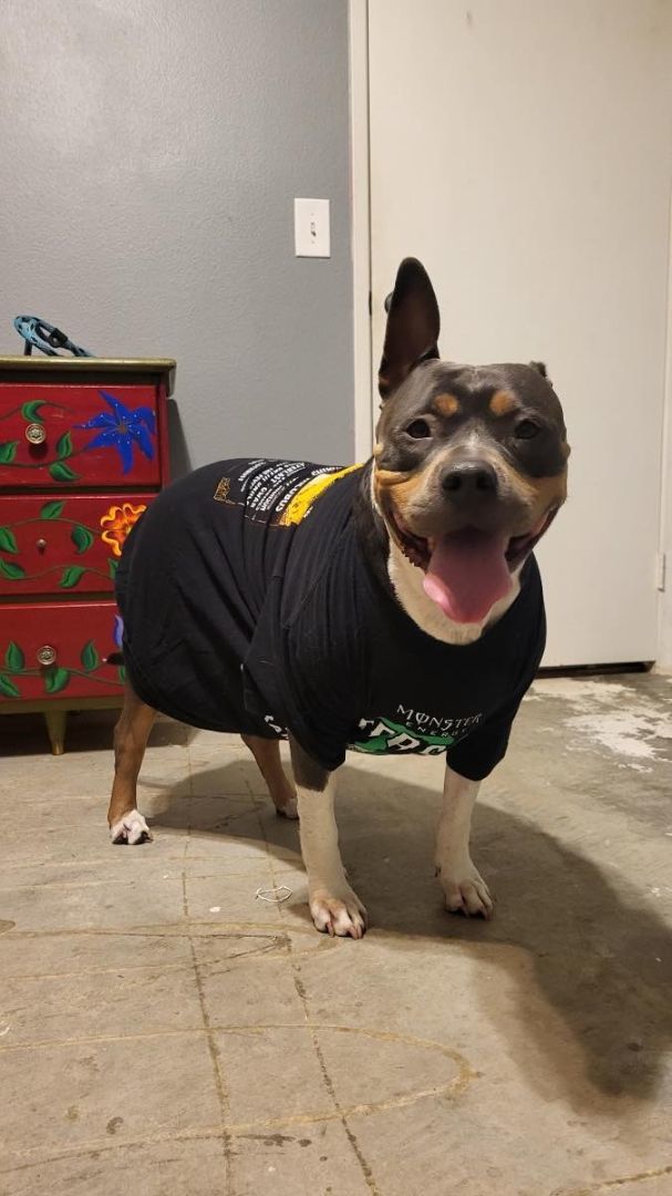 Duchess, a Adoptable American Staffordshire Terrier in Agua Dulce, CA image 4/4