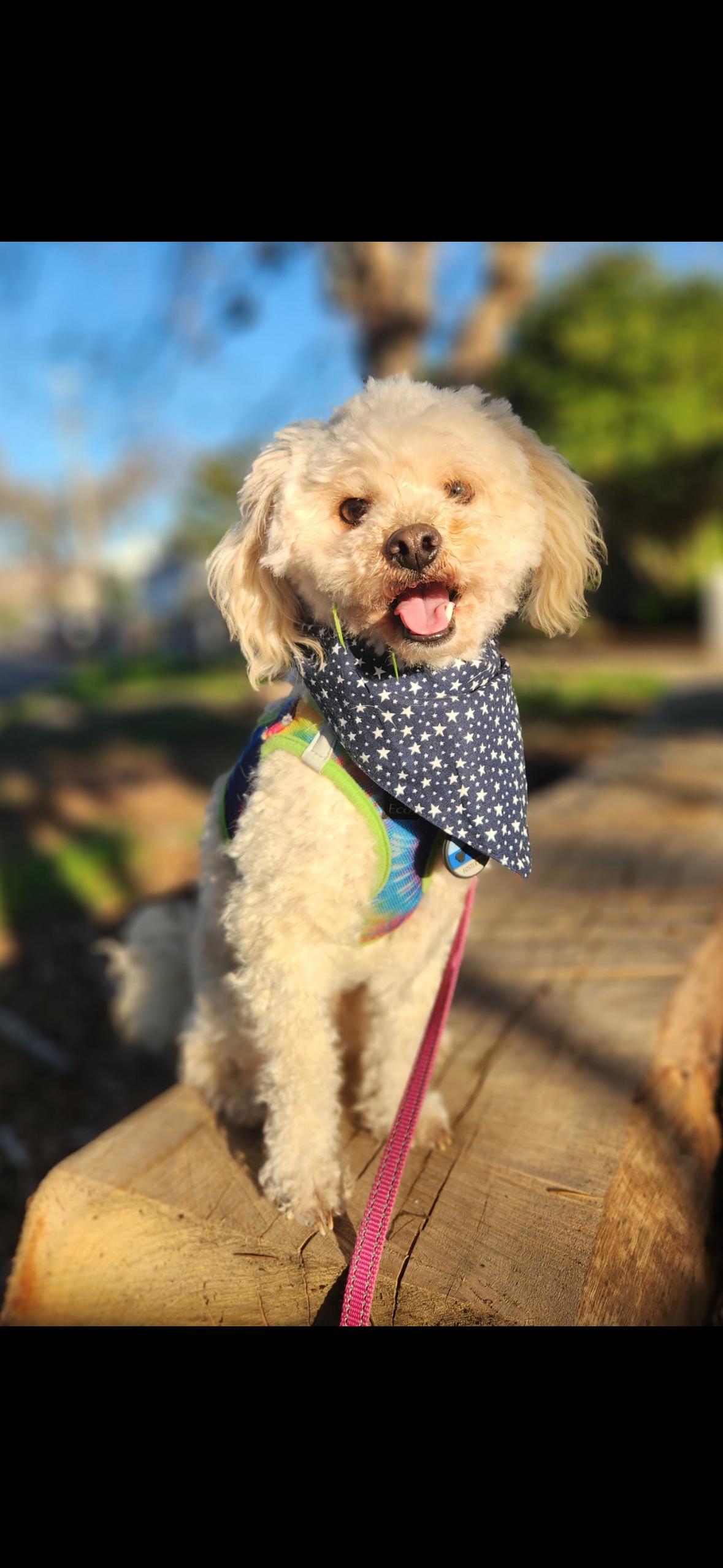 Enlarge Roger, an adopted Maltipoo in Hayward, CA image 2/4