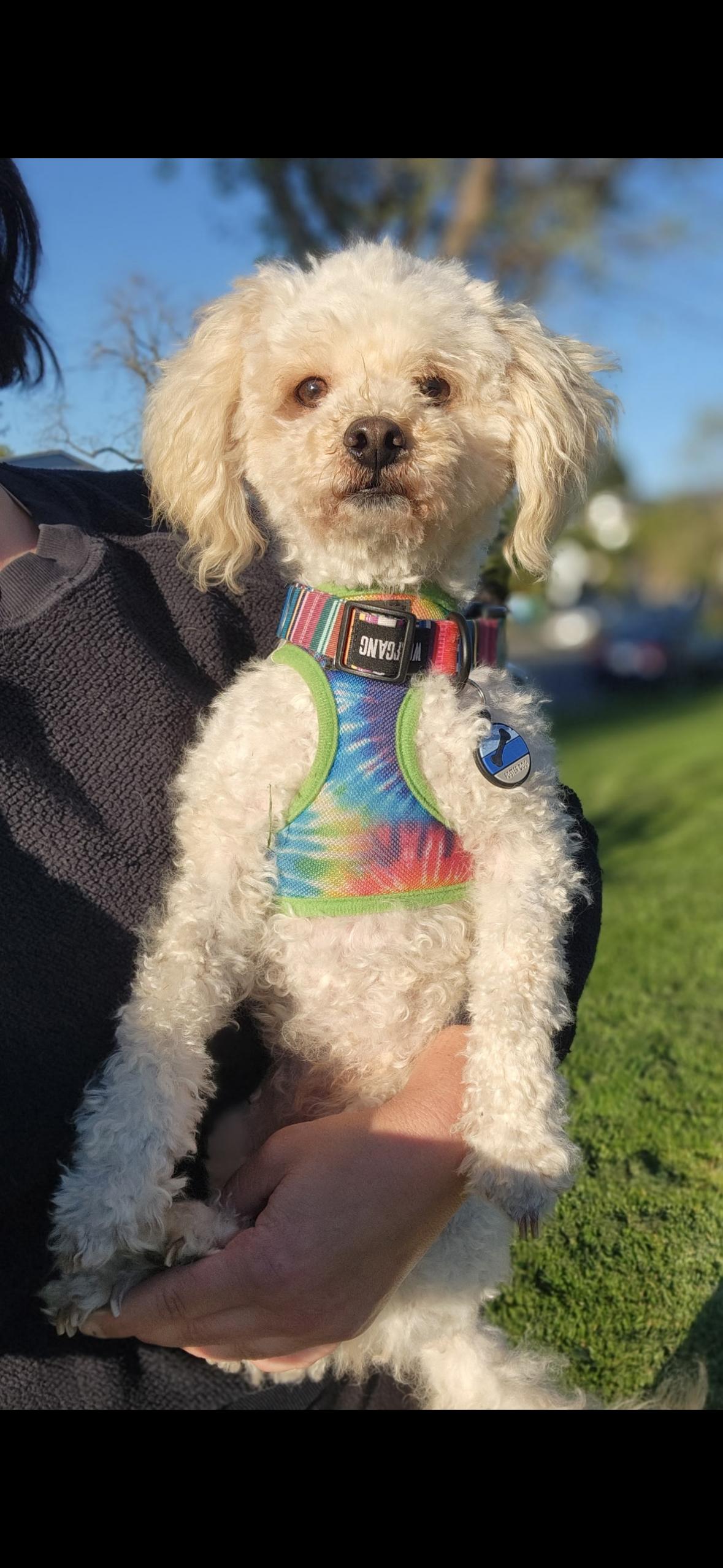 Enlarge Roger, an adopted Maltipoo in Hayward, CA image 3/4