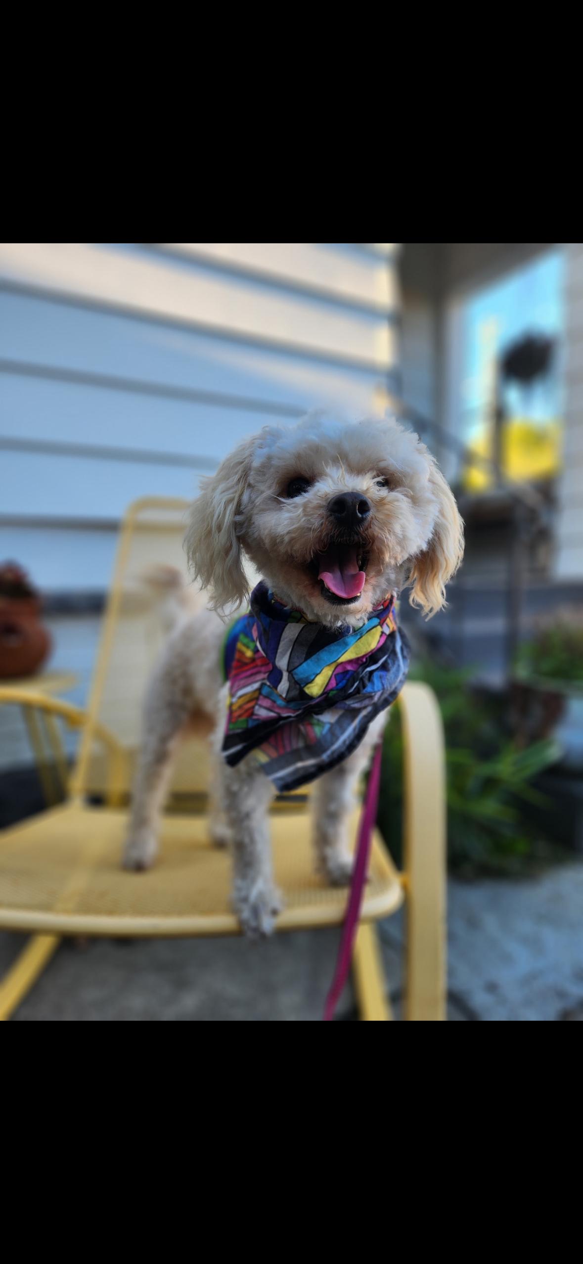 Enlarge Roger, an adopted Maltipoo in Hayward, CA image 4/4