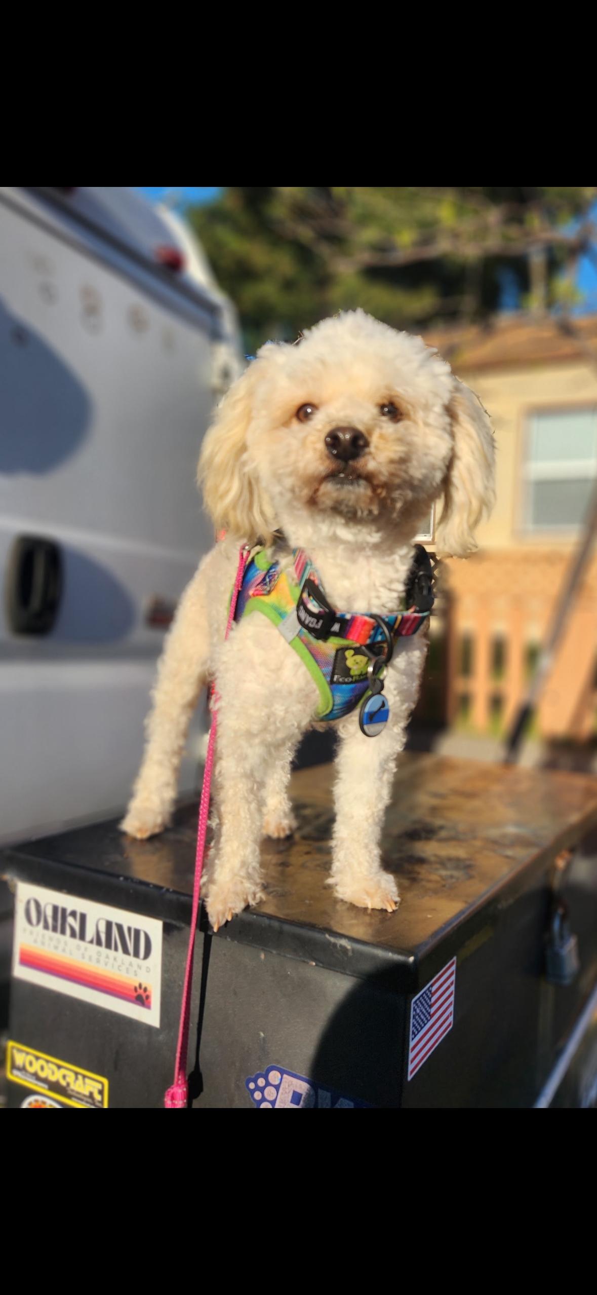 Enlarge Roger, an adopted Maltipoo in Hayward, CA image 1/4