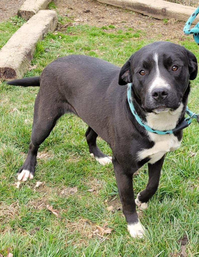 GERTIE, Adopted, Adult Female Labrador Retriever & Border Collie.