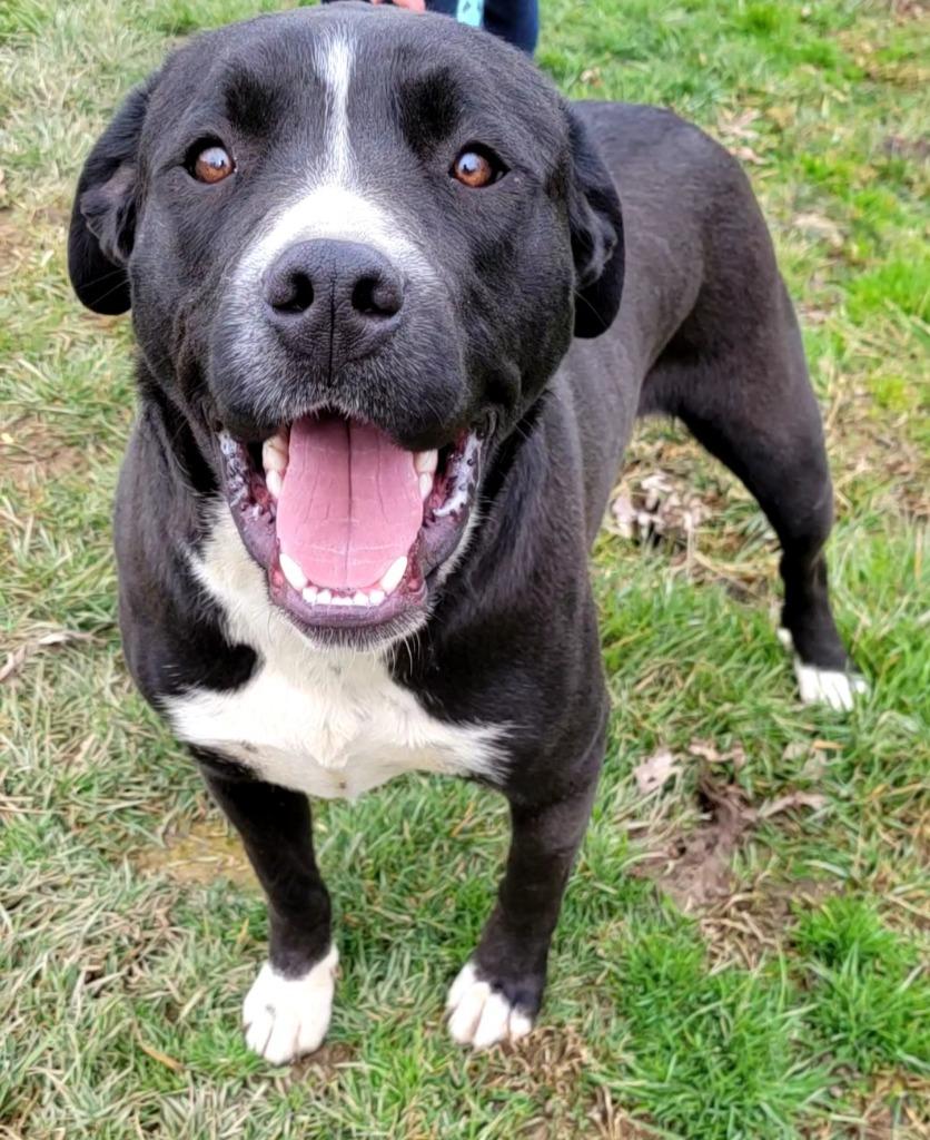 Enlarge GERTIE, a Adopted mixed breed in Crossville, TN image 2/4