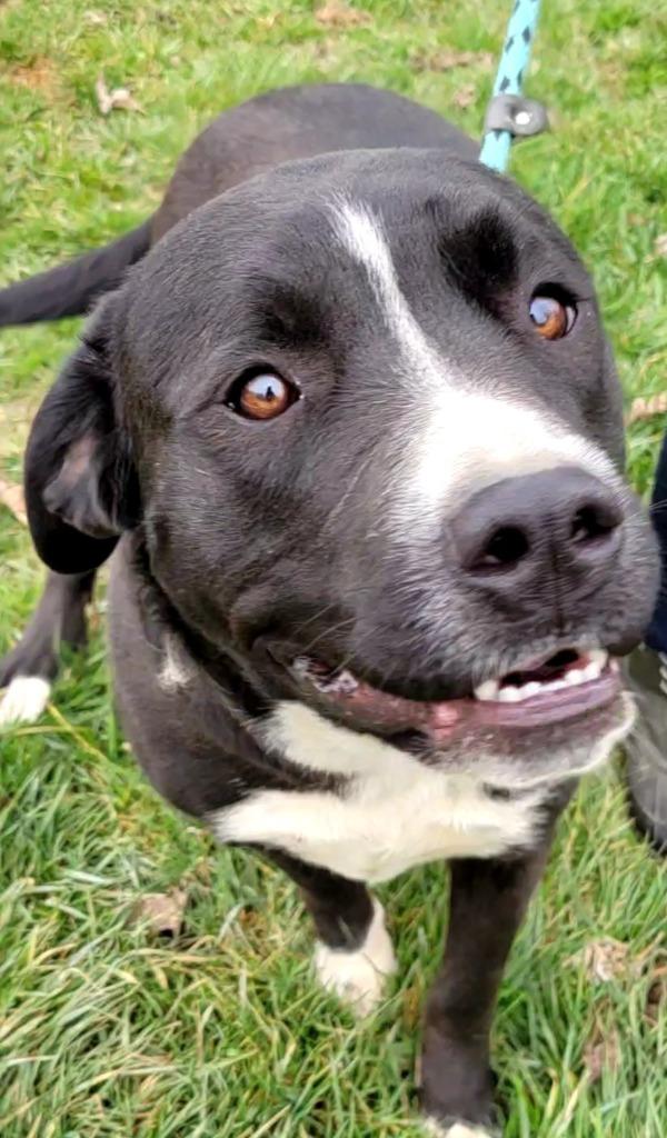 Enlarge GERTIE, a Adopted mixed breed in Crossville, TN image 3/4