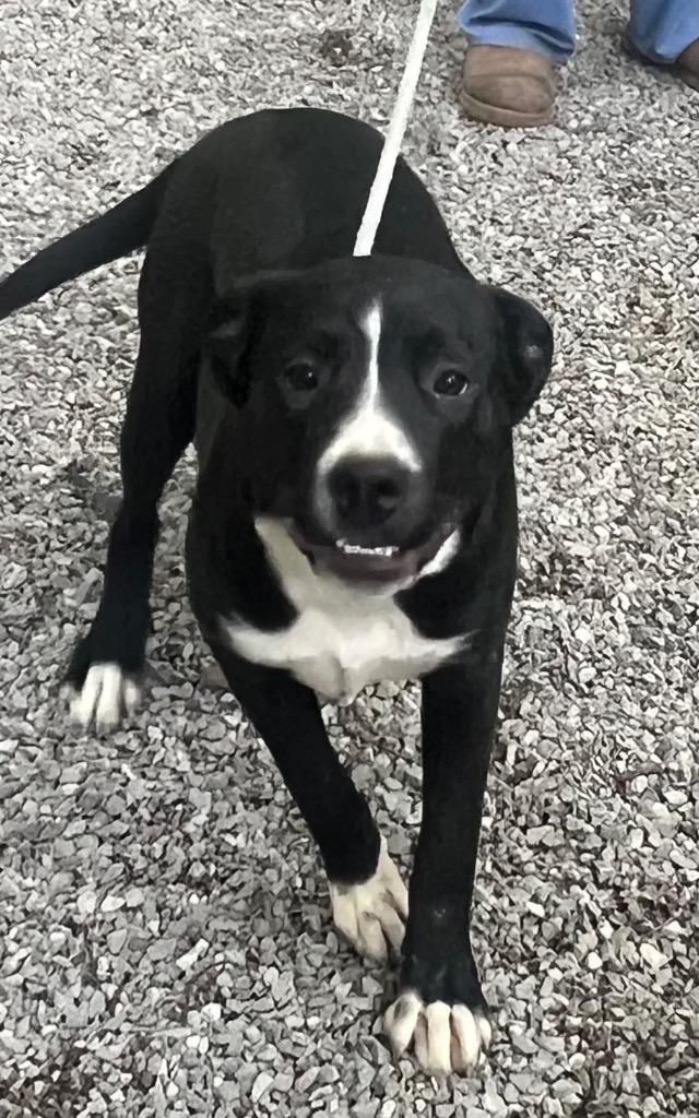 Enlarge GERTIE, a Adopted mixed breed in Crossville, TN image 4/4