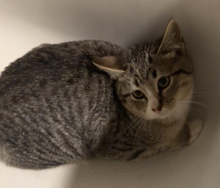 Mosey, a Adoptable mixed breed in Gillette, WY image 1/2