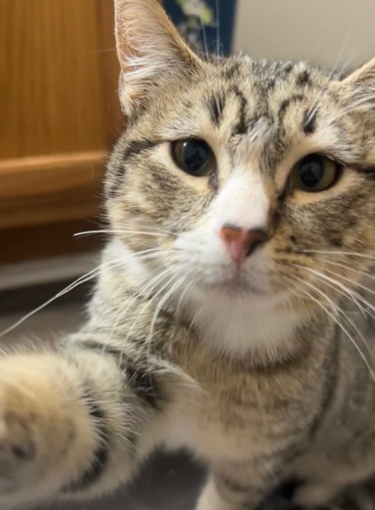 Mosey, a Adoptable mixed breed in Gillette, WY image 2/2