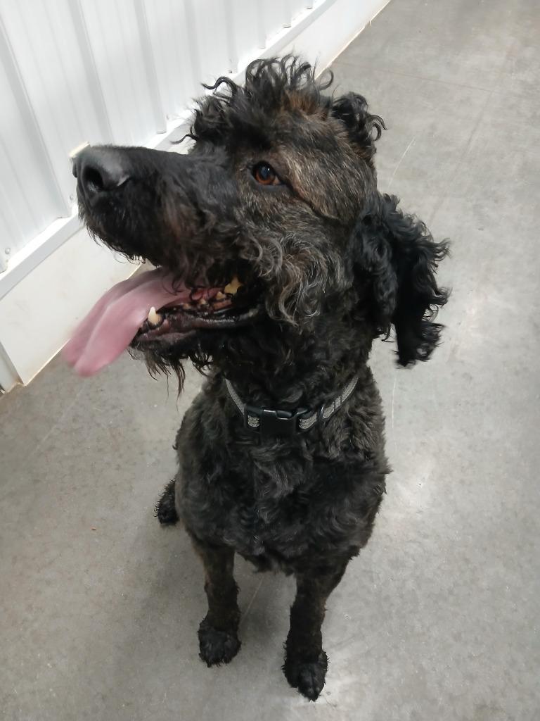 Buford, a Adopted mixed breed in Ladysmith, WI image 1/5