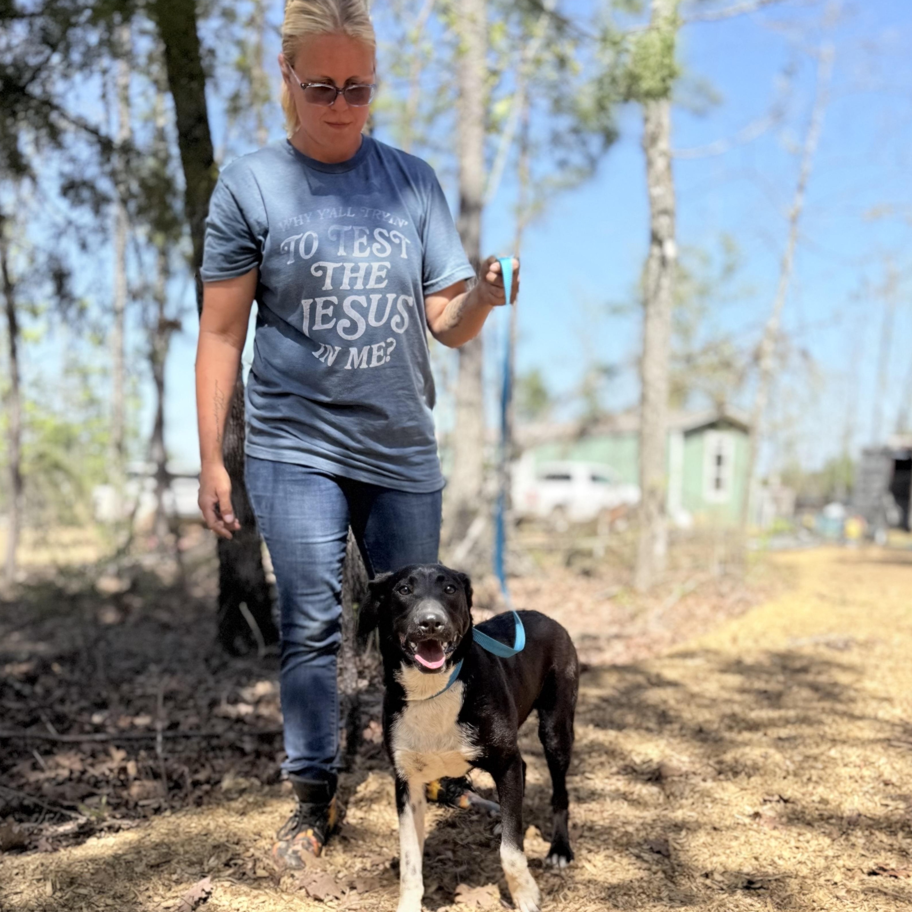 King, Adoptable, Young Male Feist.