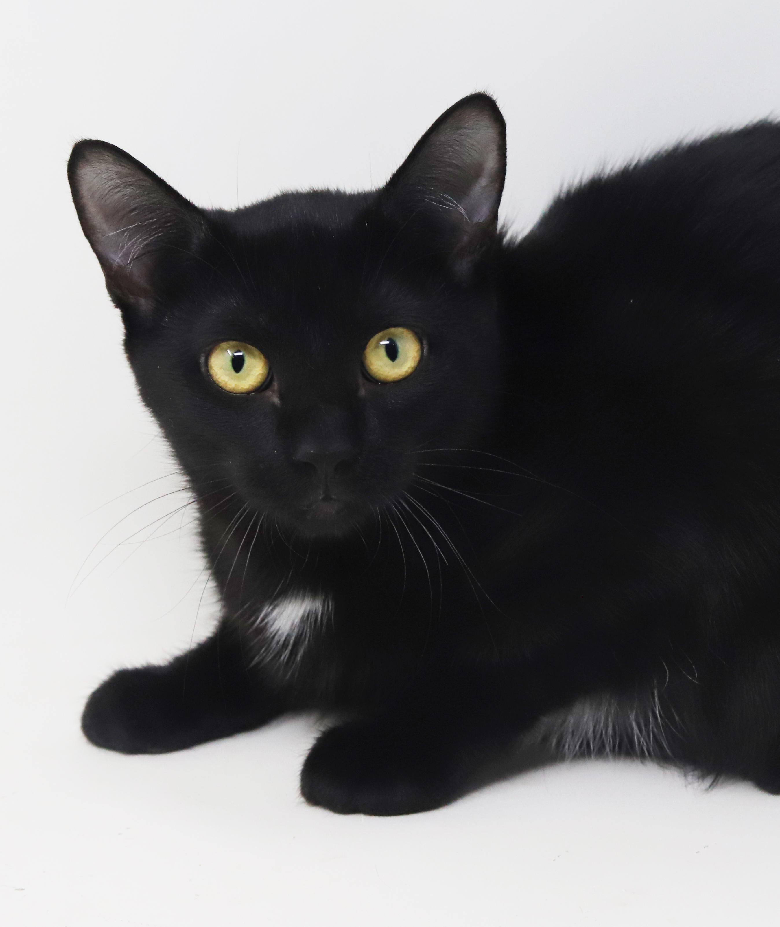 Mai!  The sweetest kitten angel of them all!  PURRFECT in every way and still a baby!