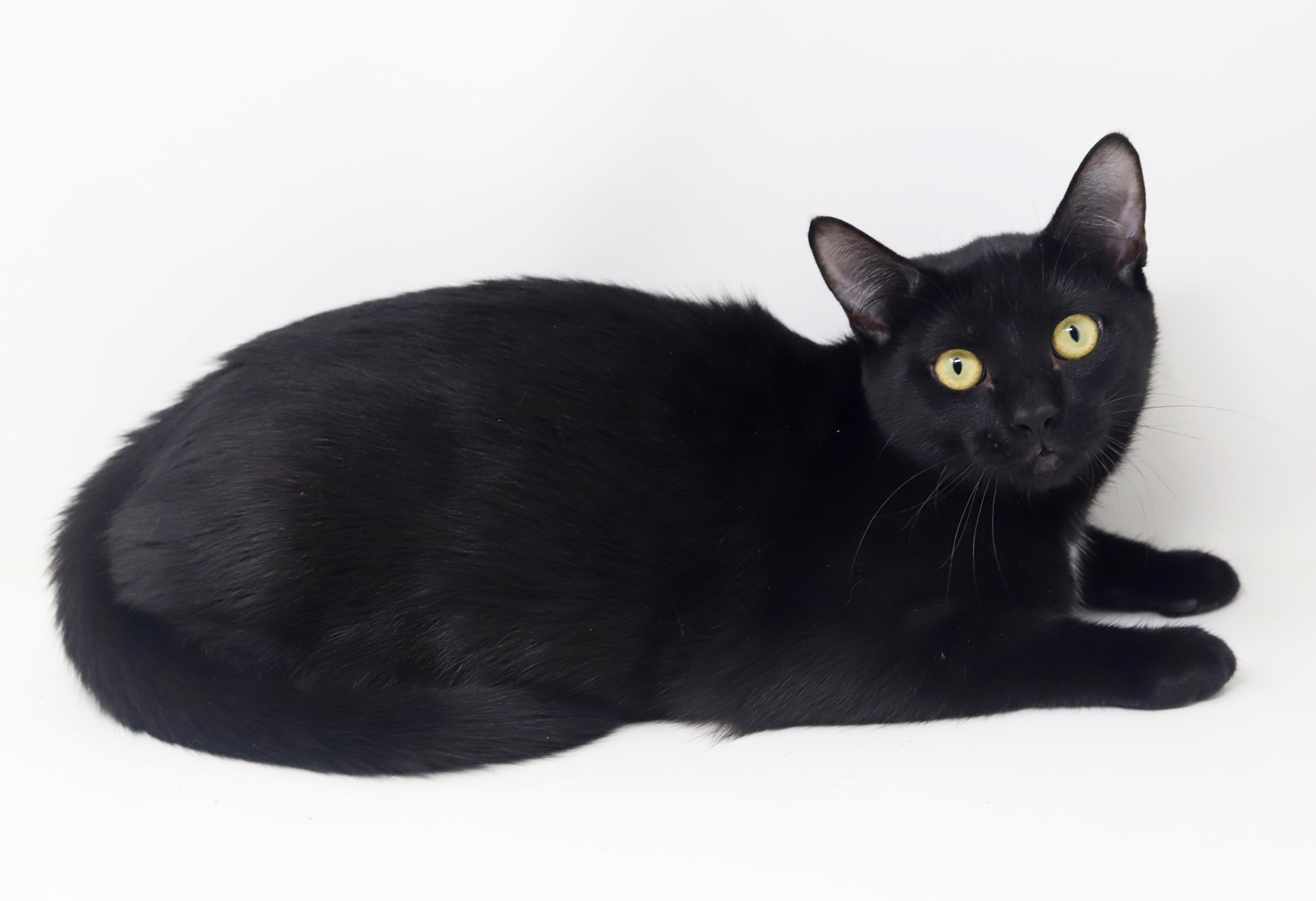 Mai!  The sweetest kitten angel of them all!  PURRFECT in every way and still a baby!