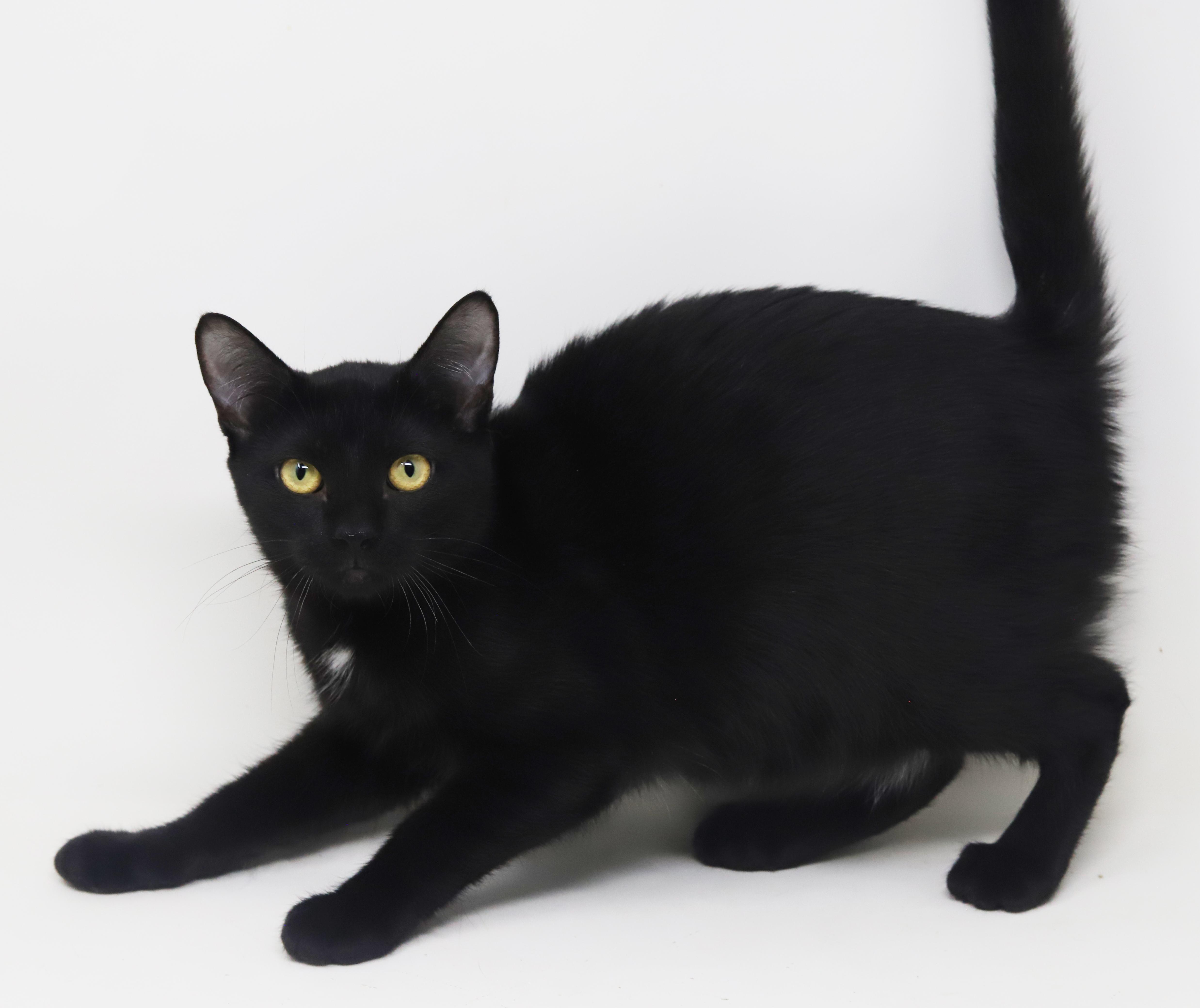 Mai!  The sweetest kitten angel of them all!  PURRFECT in every way and still a baby!