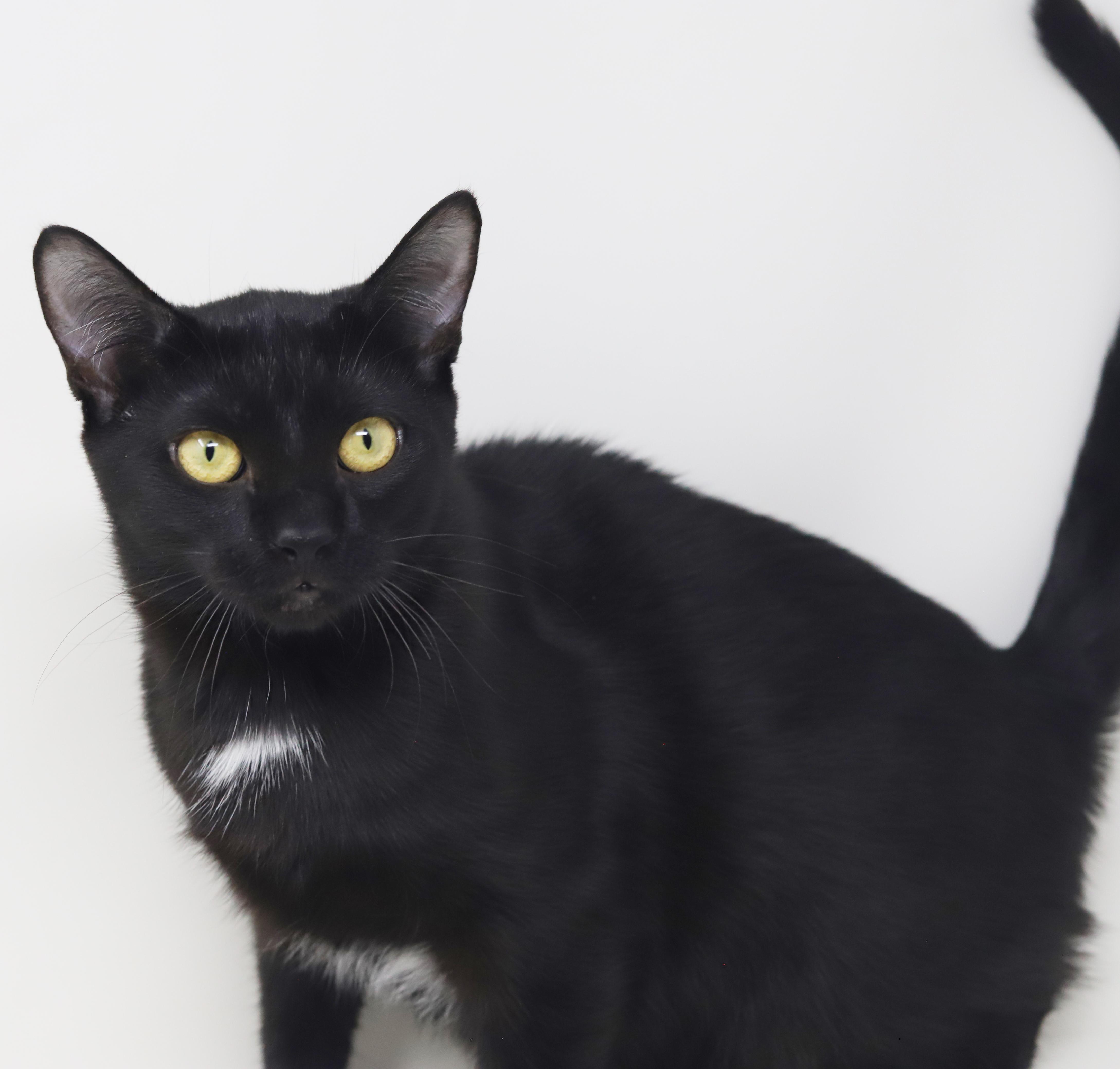 Mai!  The sweetest kitten angel of them all!  PURRFECT in every way and still a baby!