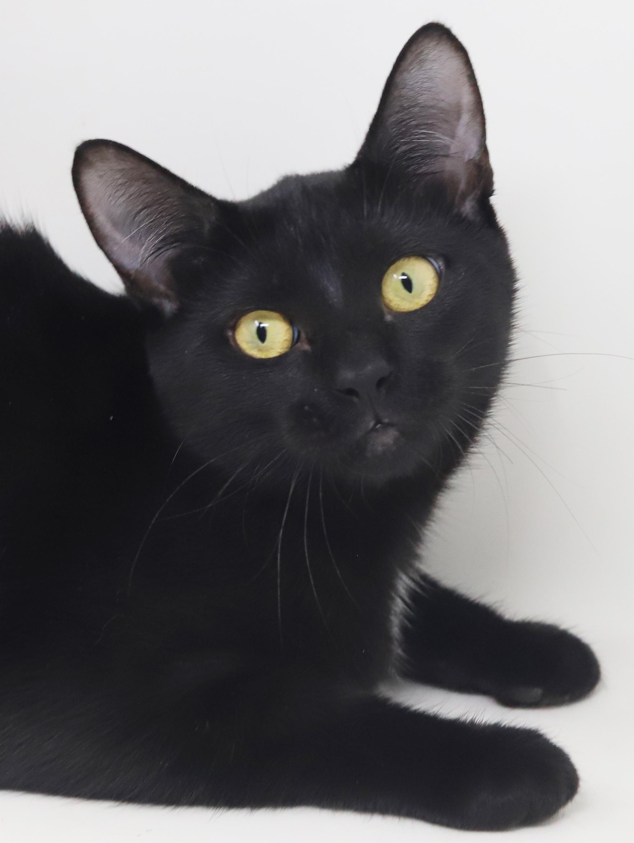 Mai!  The sweetest kitten angel of them all!  PURRFECT in every way and still a baby!