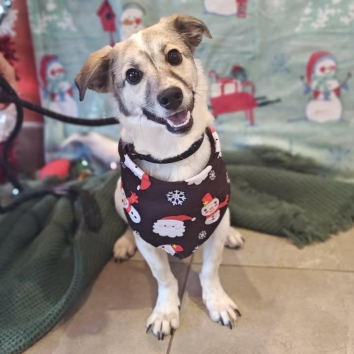 Mashed Potato, Adoptable, Young Male Shepherd.