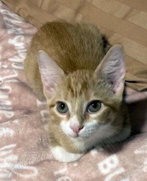 Enlarge Luna, a Adoptable mixed breed in Alvin, TX image 1/2