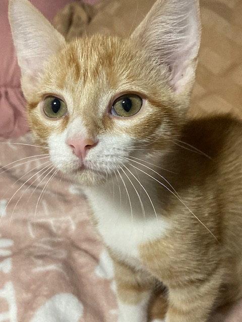 Enlarge Luna, a Adoptable mixed breed in Alvin, TX image 2/2