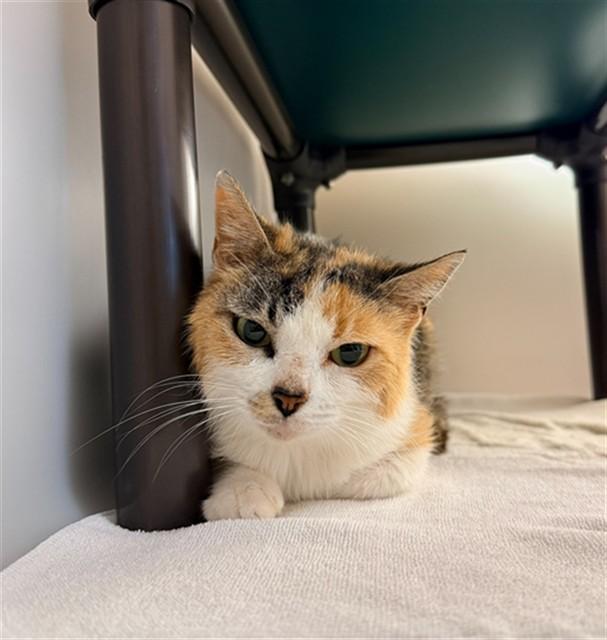 EDITH, Adoptable, Adult Female Domestic Short Hair.