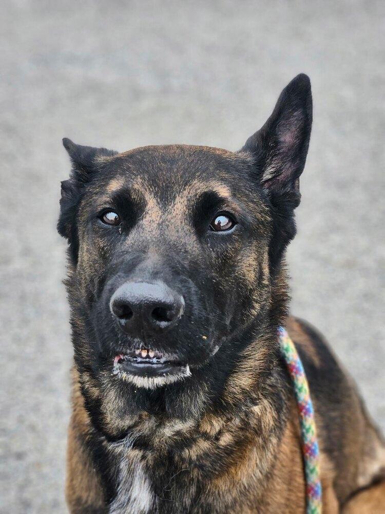 Luke - located in IL, a Adoptable mixed breed in Tinley Park, IL image 1/5