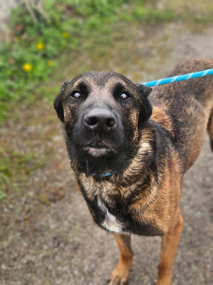 Luke - located in IL, a Adoptable mixed breed in Tinley Park, IL image 2/5