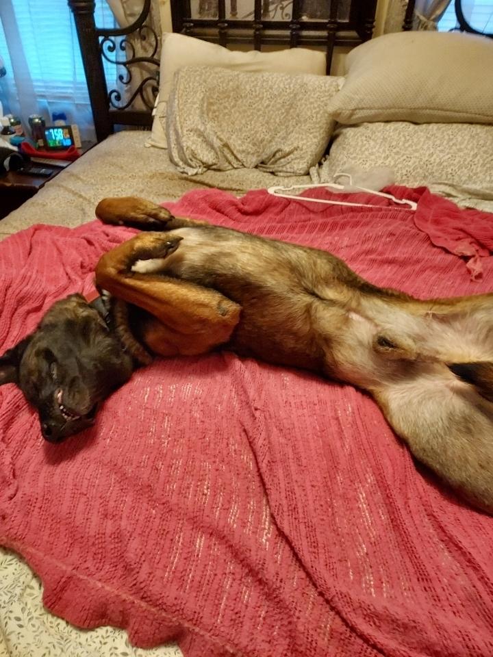 Luke - located in IL, a Adoptable mixed breed in Tinley Park, IL image 3/5