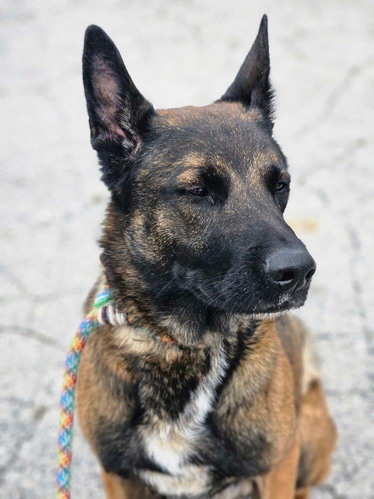 Luke - located in IL, a Adoptable mixed breed in Tinley Park, IL image 4/5