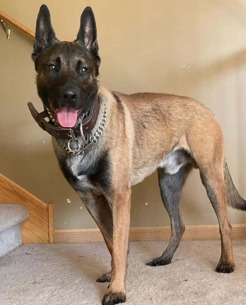 Luke - located in IL, a Adoptable mixed breed in Tinley Park, IL image 5/5
