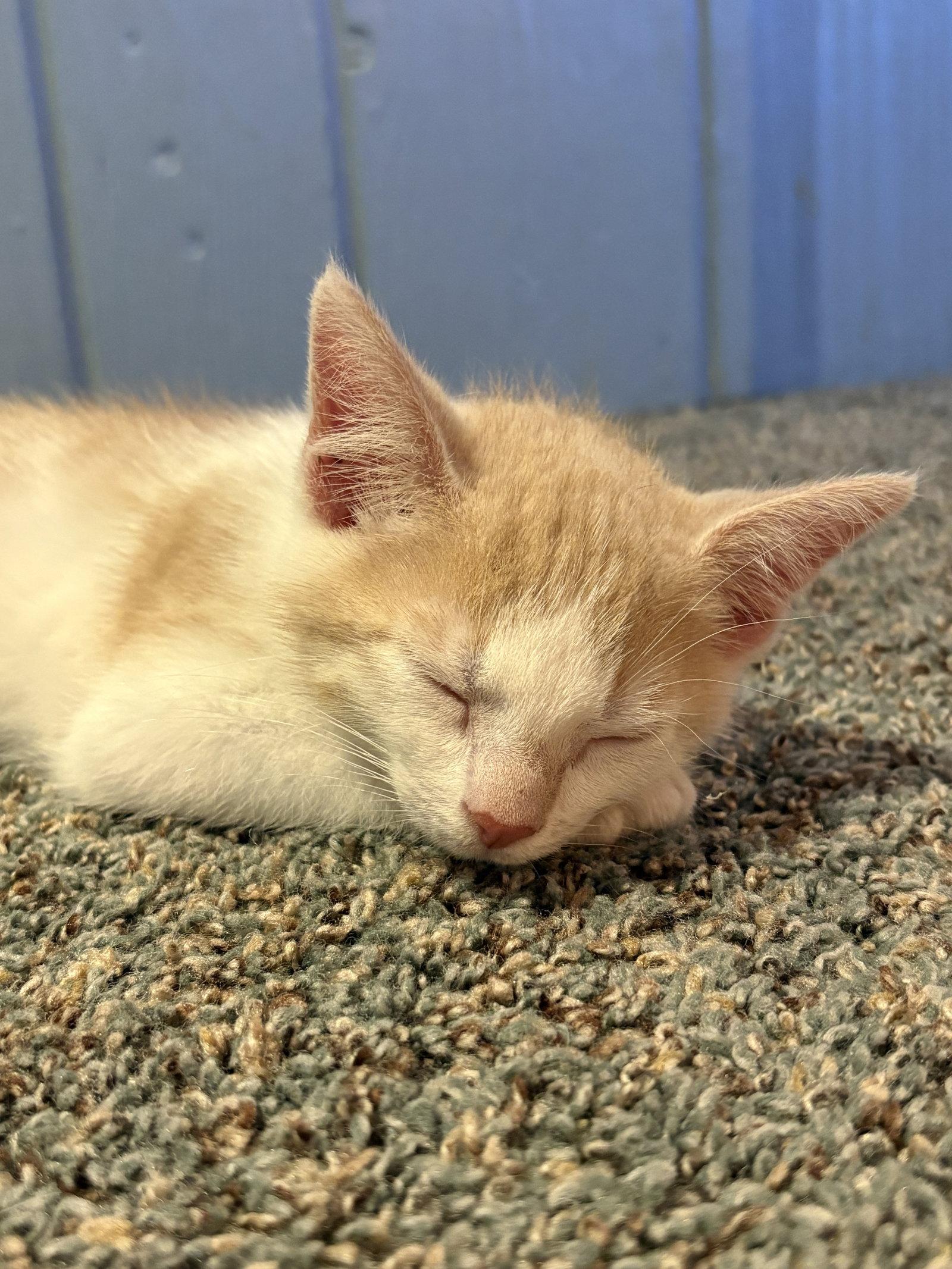 Pancakes, a Adoptable Domestic Short Hair in Broomall, PA image 1/2