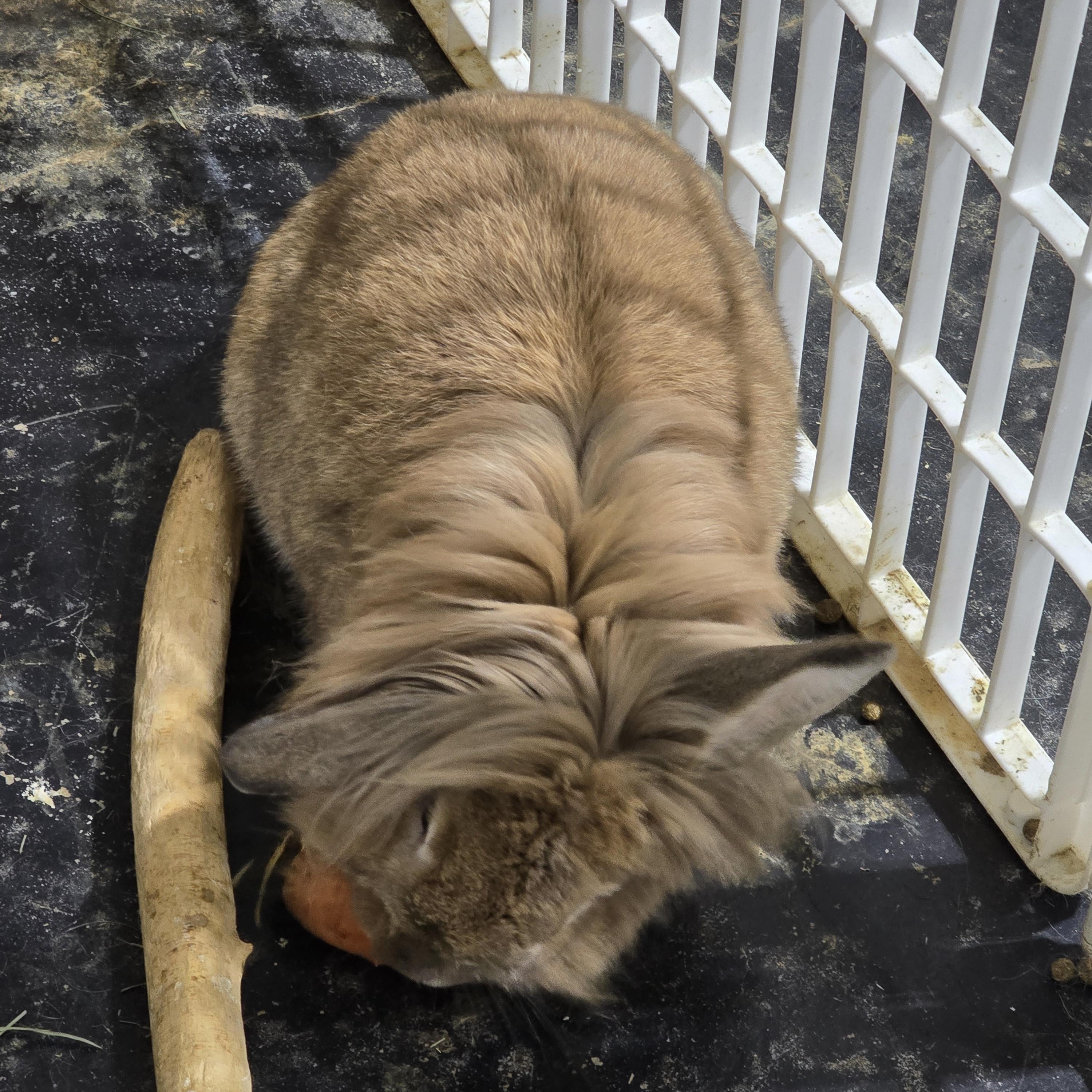 Enlarge ChinChin, a Adoptable Lionhead in Idaho Falls, ID image 2/2