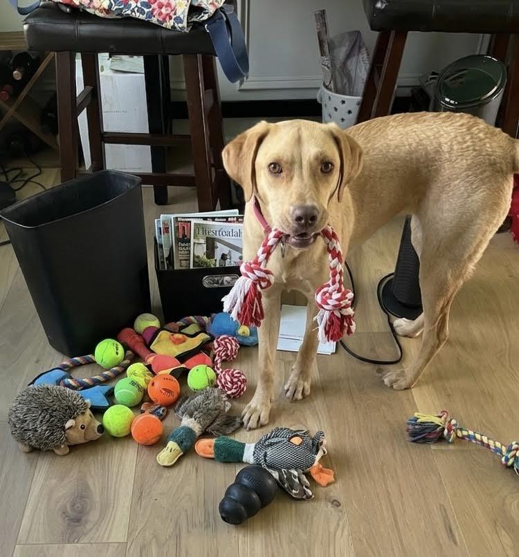 Enlarge Kacey, a ADOPTABLE mixed breed in Cumming, GA image 3/3