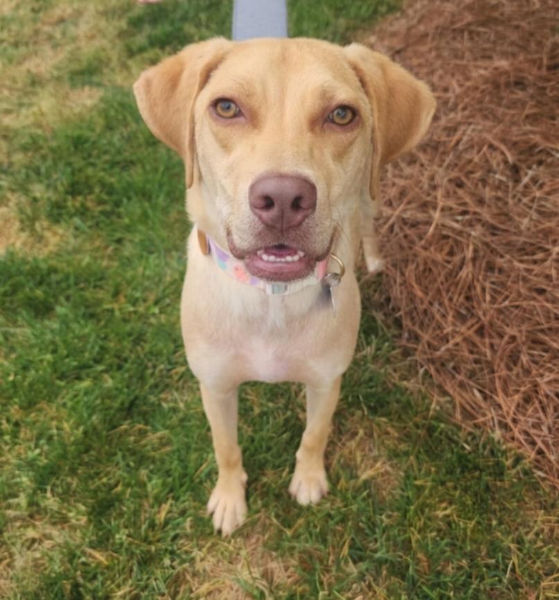 Enlarge Kacey, a ADOPTABLE mixed breed in Cumming, GA image 3/5