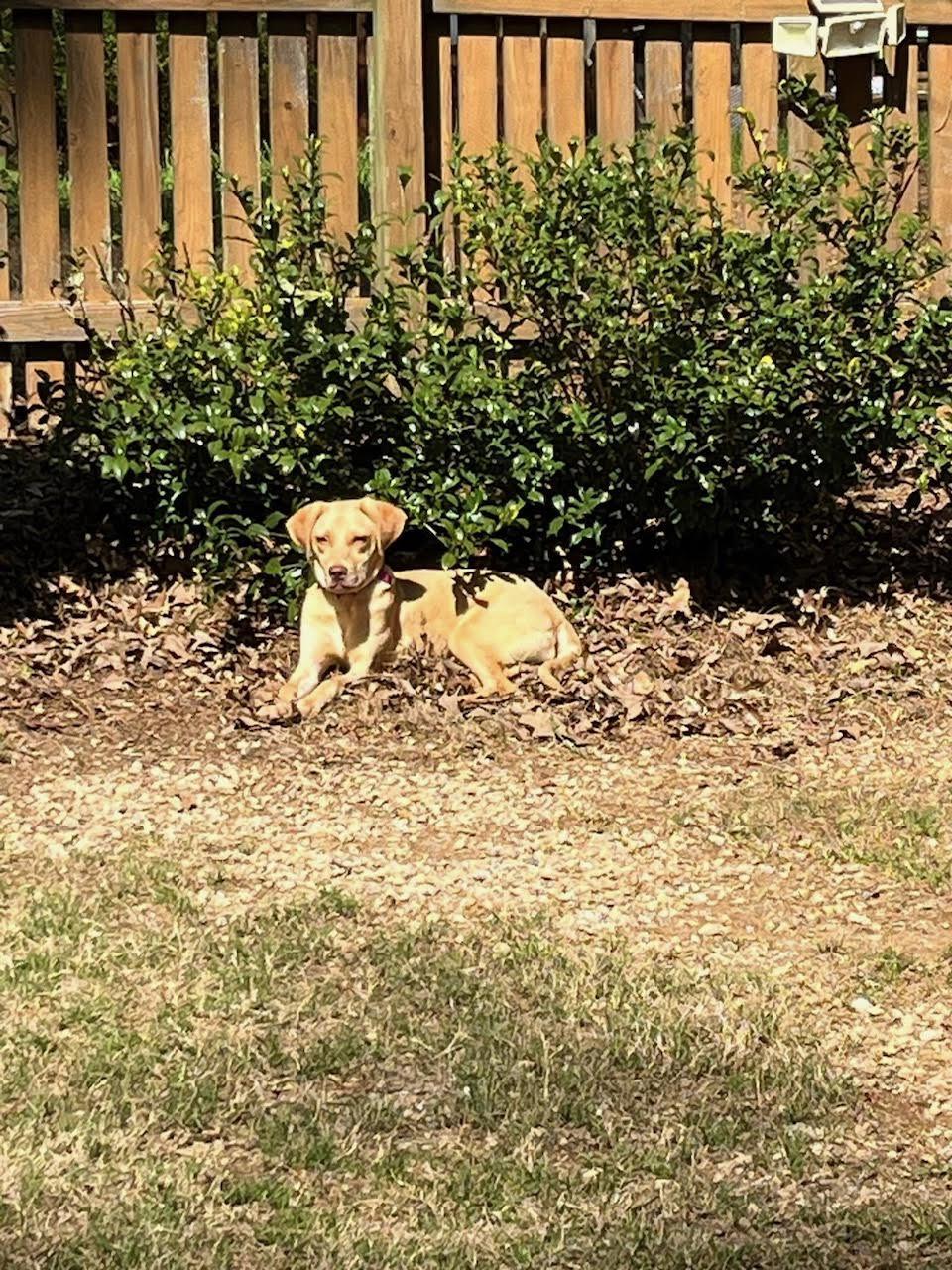 Enlarge Kacey, a ADOPTABLE mixed breed in Cumming, GA image 2/3