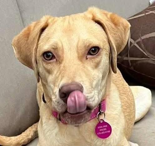 Kacey, ADOPTABLE, Puppy Female Labrador Retriever.