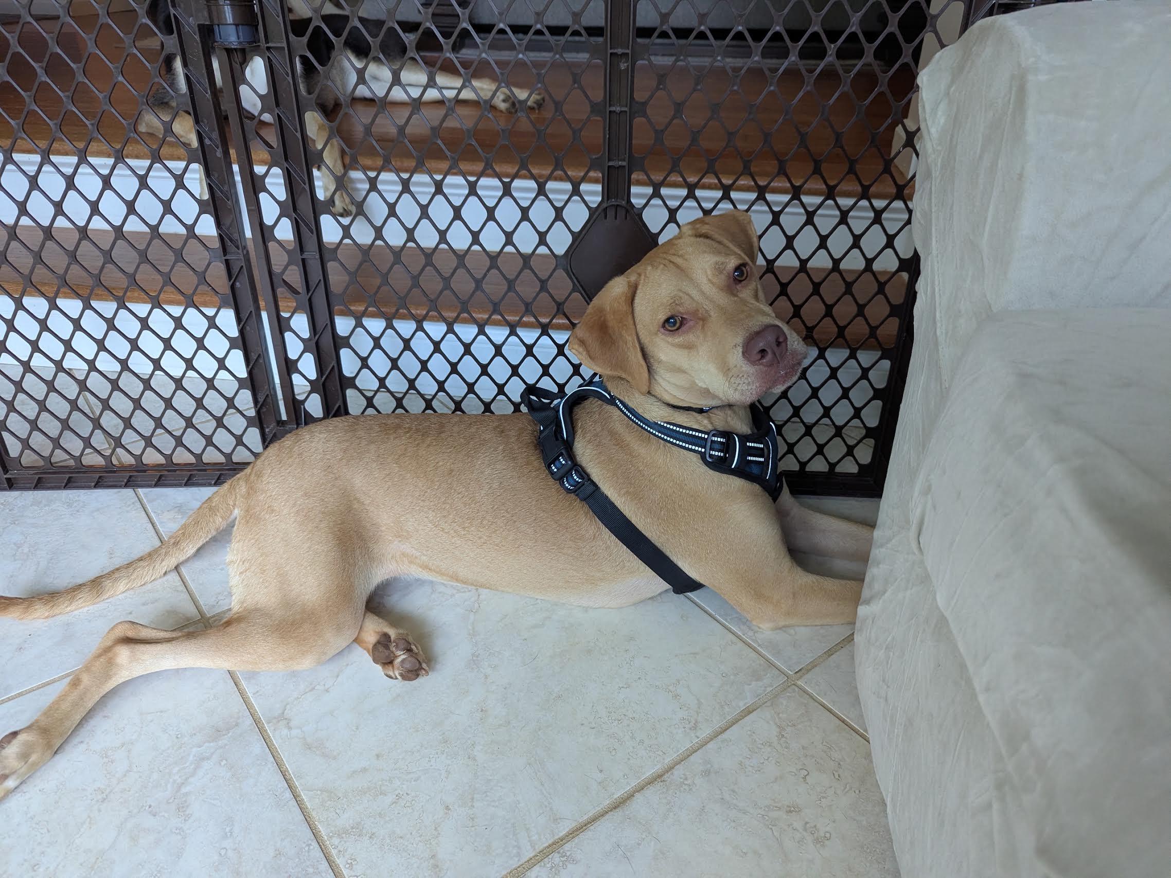 Kacey, an adoptable mixed breed in Cumming, GA image 4/5