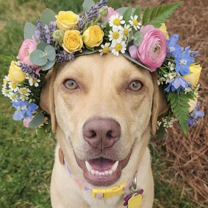 Kacey, ADOPTABLE, Puppy Female Labrador Retriever.