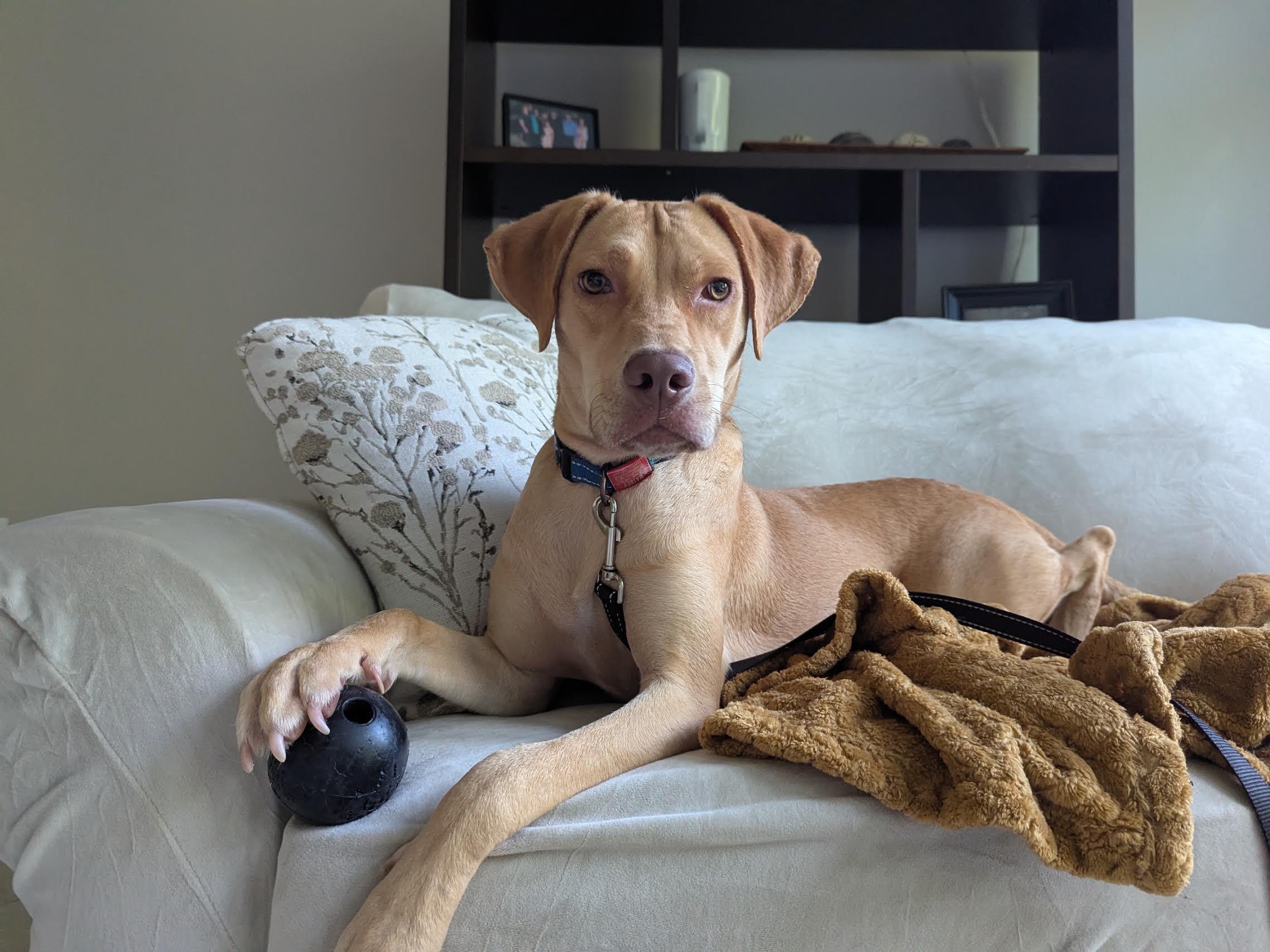 Kacey, an adoptable mixed breed in Cumming, GA image 3/5
