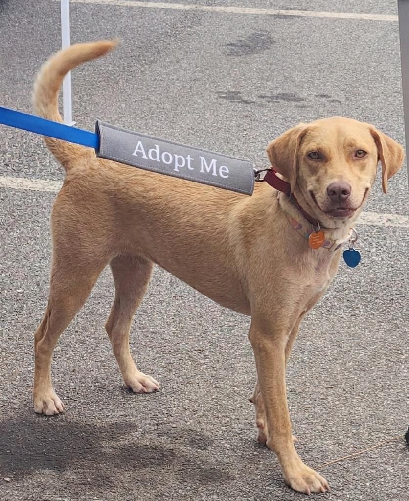 Enlarge Kacey, a ADOPTABLE mixed breed in Cumming, GA image 5/5